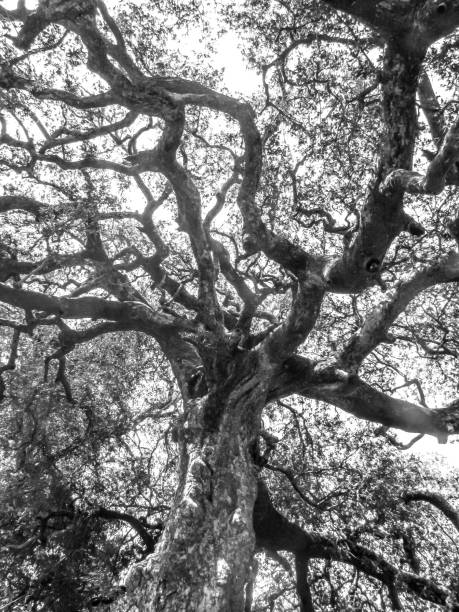 istock Looking up into the branches of a large Marula tree, Sclerocarya birrea, in black and white, 1353436278