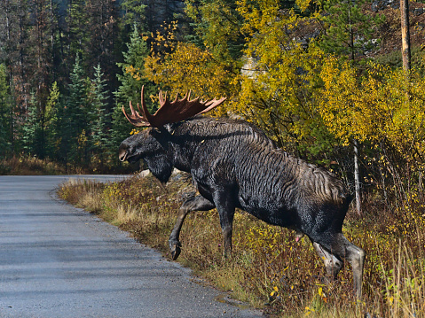 Full-grown moose bull (also elk, Alces alces) with big antler crossing road in Jasper National Park, Alberta, Canada in autumn season with colorful trees. Focus on animal head.