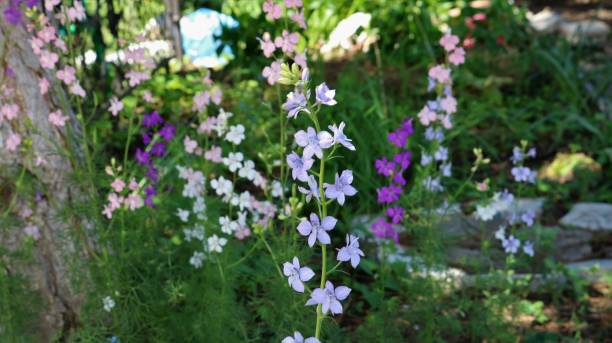 istock Beautiful lilac flowers in the park 1353437325