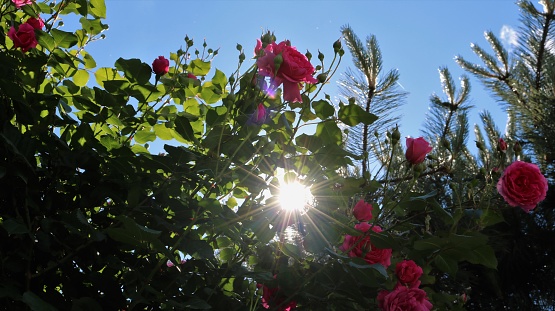 Decorative pink roses on a large bush in the park under pine tree bottom view against a blue sky with rays of sunlight through the branches