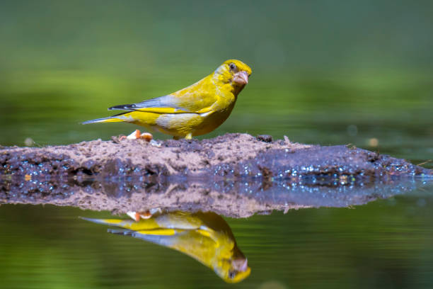 istock Greenfinch Chloris chloris bird foraging 1353437383