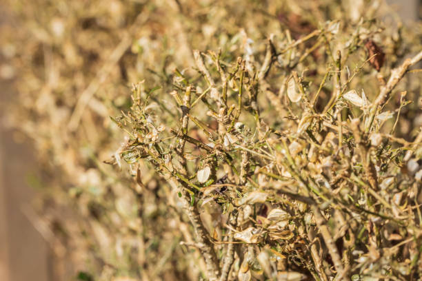 istock Buxus infested by the Box tree moth caterpillar, Cydalima perspectalis, 1353437388