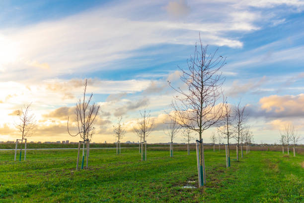 istock Planting young trees to grow a new forest 1353437416