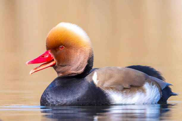 Male red-crested pochard Netta rufina waterfowl, foraging, low point of view. Male red-crested pochard Netta rufina waterfowl foraging in water. Colorful and sunny day, low point of view. netta rufina stock pictures, royalty-free photos & images