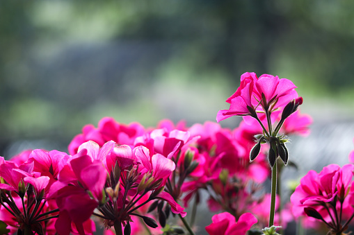 Geranium flowers in the garden with bokeh background