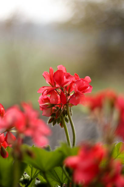 Red geranium flowers in the garden