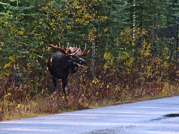 männlicher elch mit riesigem geweih, der im herbst neben der straße im wald im jasper national park, alberta, kanada in den rocky mountains steht. konzentrieren sie sich auf den tierkopf. - alberta canada animal autumn stock-fotos und bilder