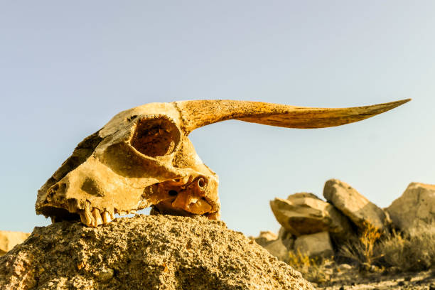 istock Dry Goat Skull Bone, Goat Skull background in the desert 1353439945