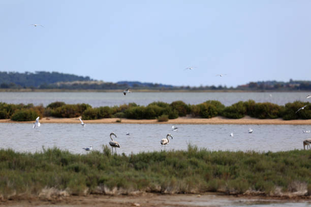 istock wild water birds in nature 1353440012