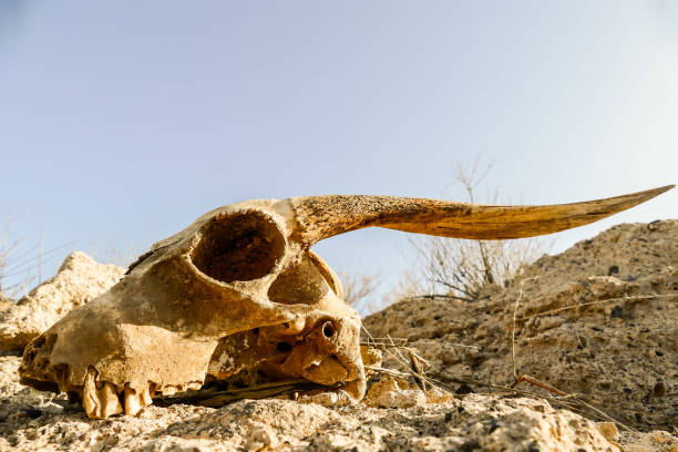 istock Dry Goat Skull Bone, Goat Skull background in the desert 1353440033