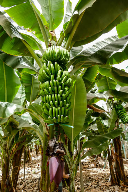 istock Banana Plantation Field Banana tree 1353440093
