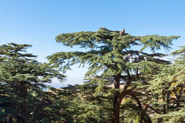 istock Cedrus Libani tree at Cedars of God forest, Arz, Bsharri, Lebanon 1353440176