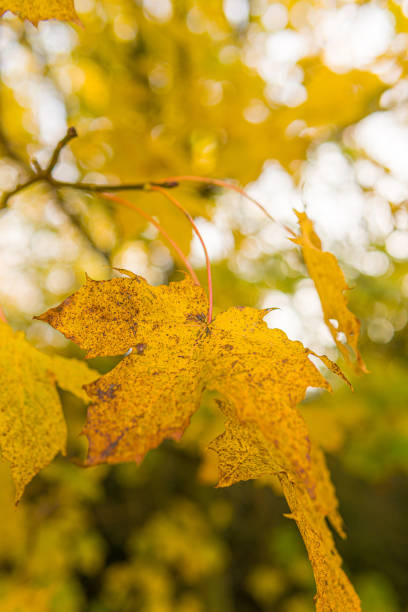 istock Close-up of a yellow maple leaf 1353440506