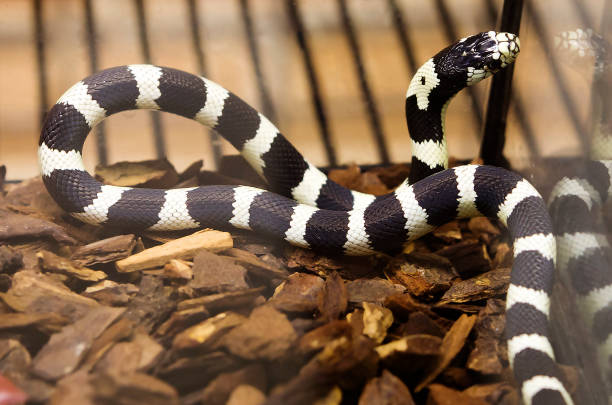 istock California Kingsnake (black white). 1353440561
