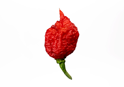 The hottest pepper in the world. Carolina Reaper, the hottest pepper Capsicum chinense, HP22BH, isolated on white background.