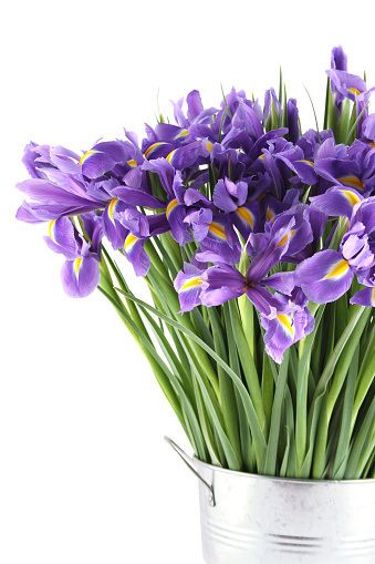Many beautiful irises. Bouquet isolated on white background