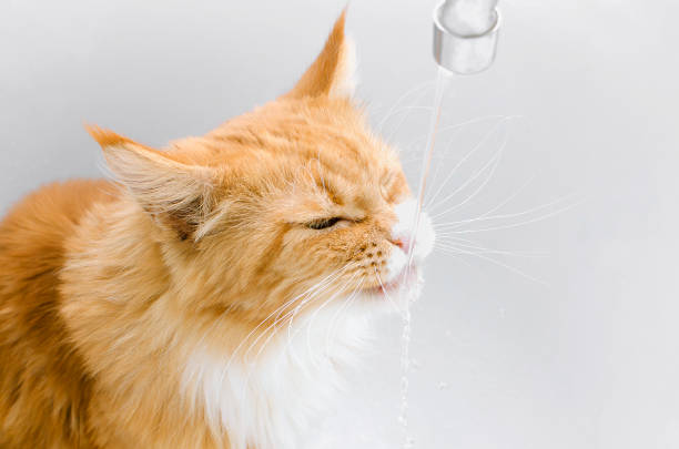 istock Domestic red cat drinks water, close-up. 1353441894