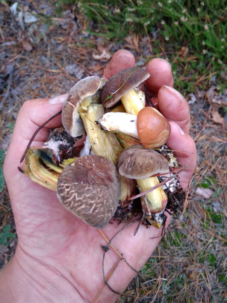 istock Mushrooms in hand in the forest 1353442863