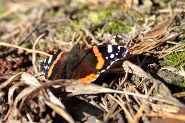istock Black-orange butterfly in the forest 1353442877