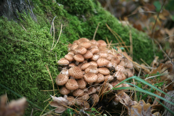 istock Honey mushrooms in the forest 1353442890