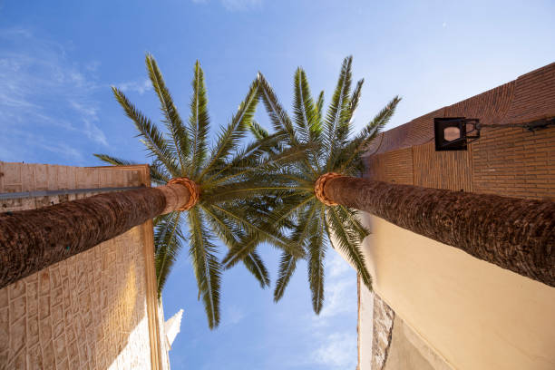 Two beautiful palm trees in Benissa Spain against a blue sunny sky looking up.
