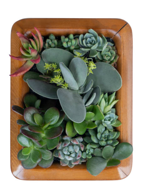istock Work vivid succulent art in a wall hanging frame 1353443155