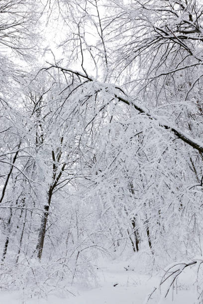 istock park are covered with snow in winter 1353443175