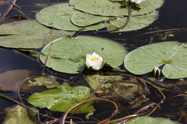 istock white water lily growing in a swampy area 1353443194