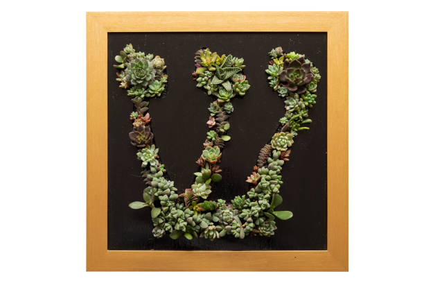 Work vivid succulent art in a wall hanging frame