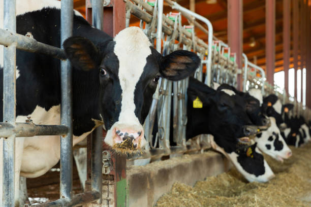 istock Modern farm cowshed with milking cows eating hay closeup 1353444721