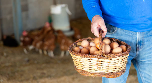 istock Hand holding basket of eggs 1353444722