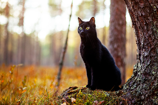 Cute black cat walks in the woods