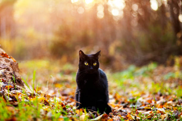 istock Cute cat walks in the woods 1353444902