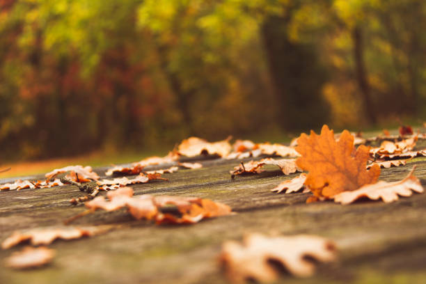 istock Autumn colors and leaves 1353444924