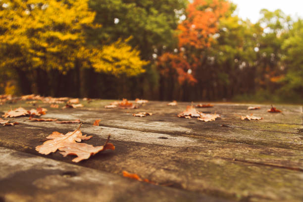 istock Autumn colors and leaves 1353444925