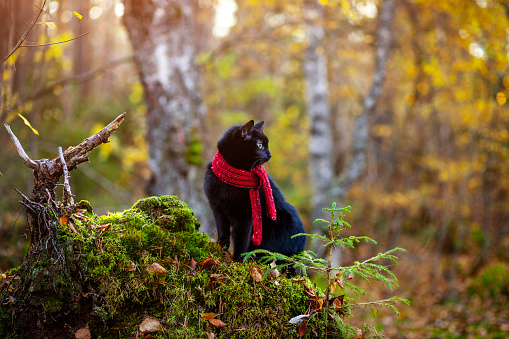 Cute black cat walks in the woods