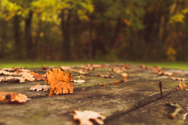 istock Autumn colors and leaves 1353444978