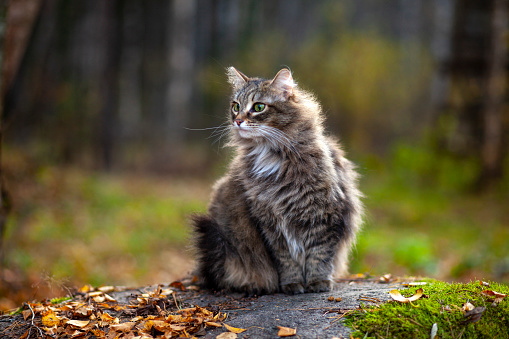 Cute fluffy cat walks in the woods