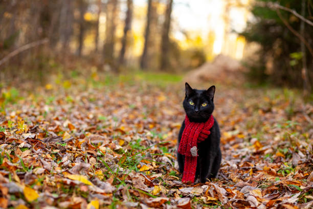Cute black cat walks in the woods