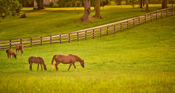 istock Horses gazing in a field at sunset. 1353446081