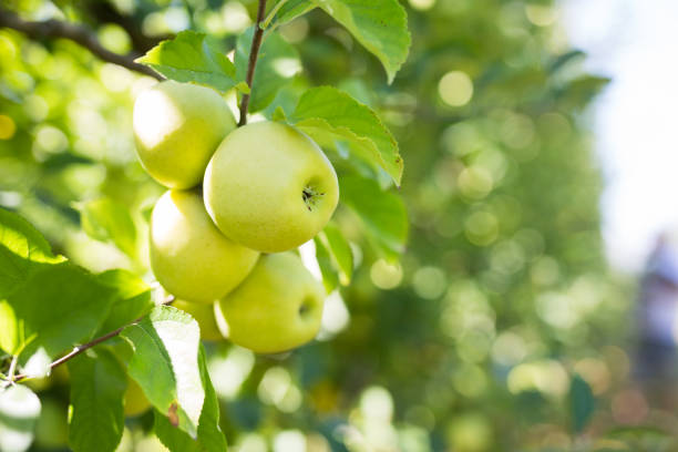 istock Ripe apples hanging on tree branches in summer garden 1353448008