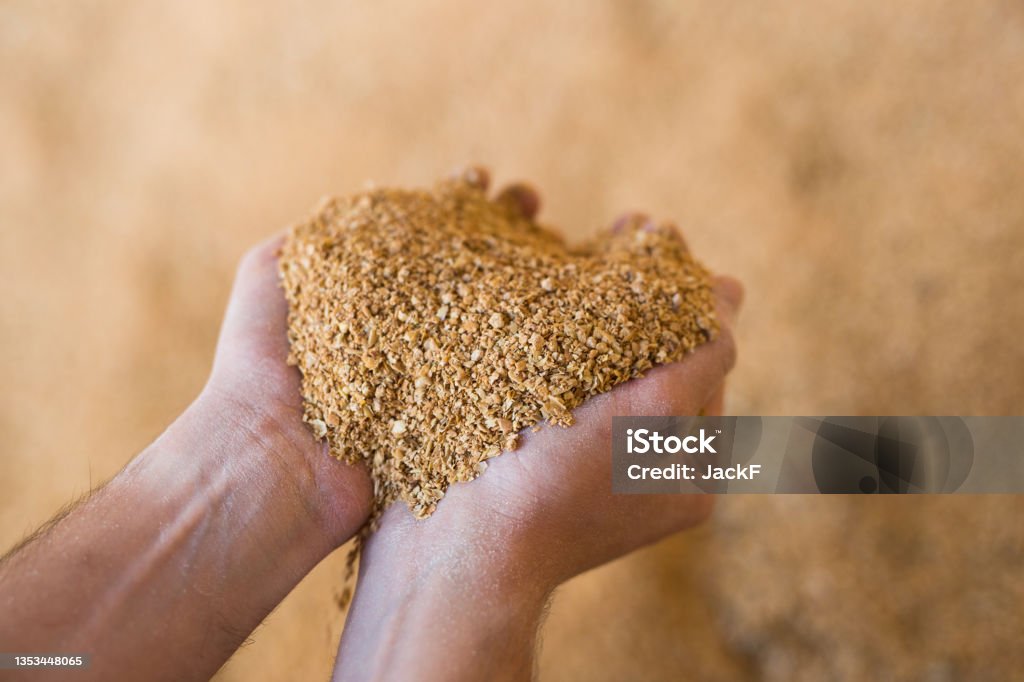 Closeup of handful of soybean hulls in male hands Closeup of handful of soybean hulls in male hands. Concept of organic supplement in production of compound feed for livestock animals Soybean Stock Photo