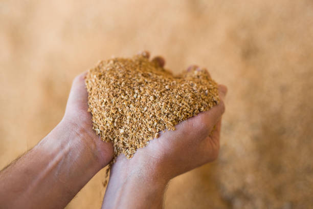 closeup of handful of soybean hulls in male hands - provender imagens e fotografias de stock