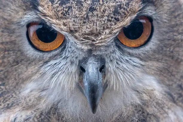 The Eurasian eagle-owl (Bubo bubo) is found in parts of Europe, Asia, and North Africa. It inhabits mainly wooded areas, steppes, and deserts, preferring open country for hunting. It is the largest owl in the world, measuring nearly 70 centimeters in length, and preys on small to mid-size mammals and birds.