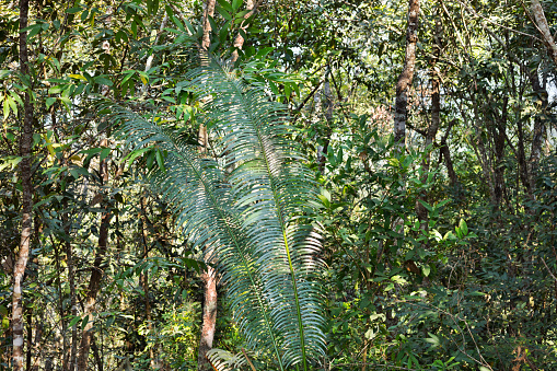 Tropical rainforest and big fern plant in Chiang Mai province
