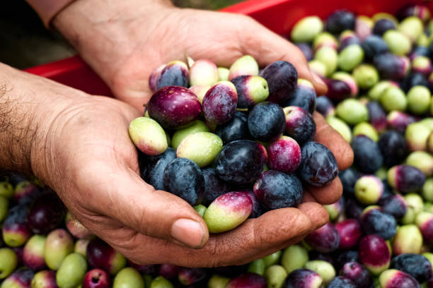 istock Hands with black and green ripe olives, picked from olive tree during olive harvesting in mediterranean olive grove in Sicily, Italy. 1353448622