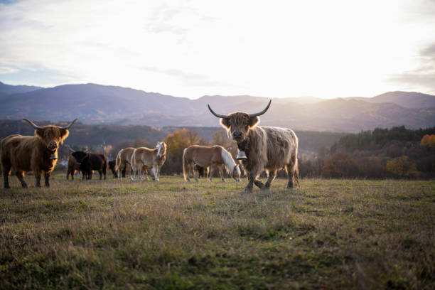 Bunch of highland scottish cattles in dairy farm on sunset