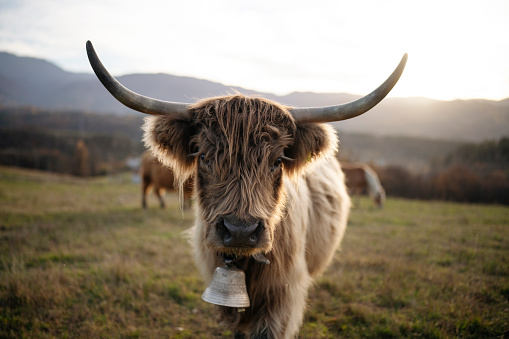 Portrait of highland cattle in dairy farm on sunset