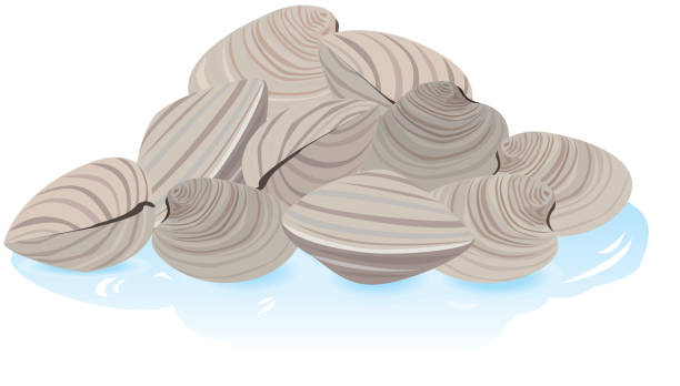 Fresh Clams in the shell vector art illustration