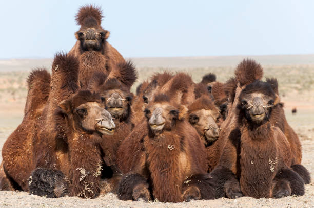 верблюдов - bactrian camel camel independent mongolia gobi desert стоковые фото и изображения